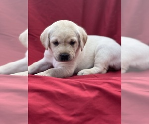 Labrador Retriever Puppy for Sale in ANTIOCH, Tennessee USA