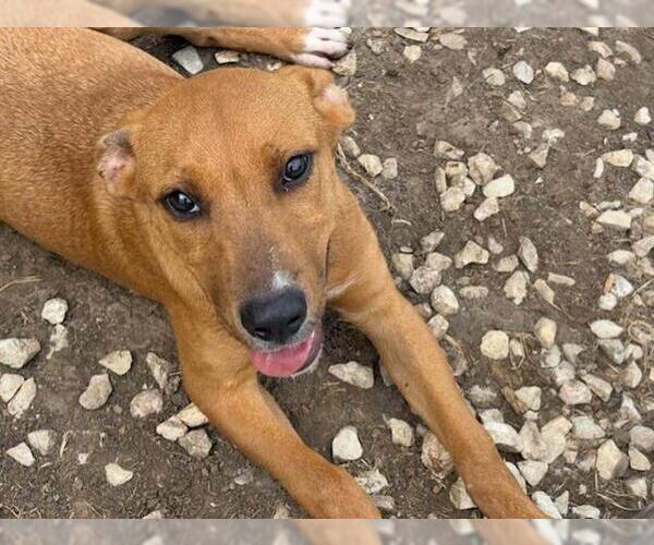 Medium Photo #1 American Pit Bull Terrier-Unknown Mix Puppy For Sale in Tulsa, OK, USA