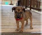 Small #1 Border Terrier Mix