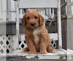 Small Photo #1 Goldendoodle-Poodle (Miniature) Mix Puppy For Sale in GORDONVILLE, PA, USA