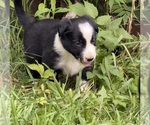 Small Photo #7 Border Collie Puppy For Sale in BERRIEN SPRINGS, MI, USA