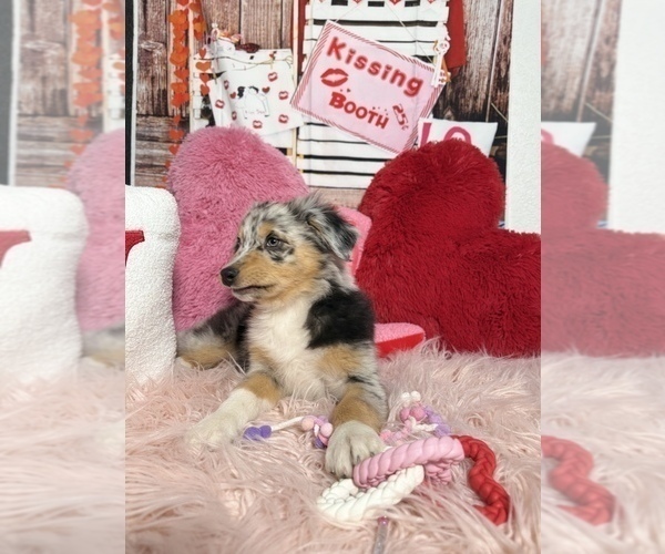 Medium Photo #42 Australian Shepherd Puppy For Sale in NEW BRAUNFELS, TX, USA