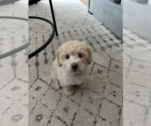 Schnoodle (Miniature) Puppy for sale in PHOENIX, AZ, USA