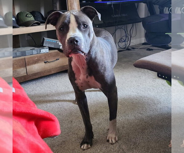 Medium Photo #3 Boxer-Staffordshire Bull Terrier Mix Puppy For Sale in Aurora, IN, USA