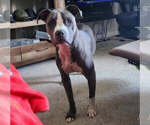 CD:Ruger - Male Boxer-Staffordshire Bull Terrier Mix Dog for Adoption - Photo #3