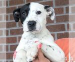 Small #1 Labrador Retriever Mix