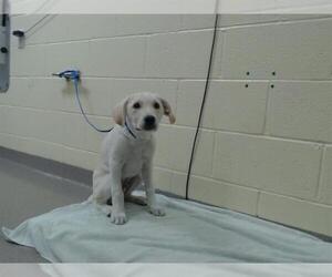 Labrador Retriever Dogs for adoption in Denver, CO, USA