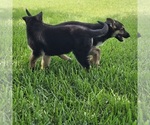 Small #3 German Shepherd Dog