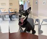 Small #2 Siberian Husky Mix