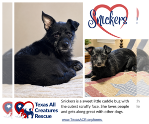 Toxirn Dogs for adoption in Lillian, TX, USA