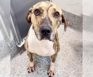 Plott Hound Dogs for adoption in Houston, TX, USA