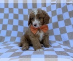 Larry - Male Goldendoodle (Miniature) Puppy for Sale - Photo #5