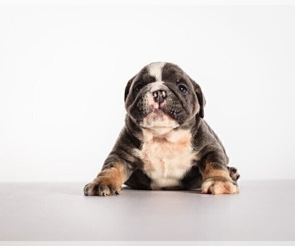 Medium Photo #3 Bulldog Puppy For Sale in WINDHAM, NH, USA