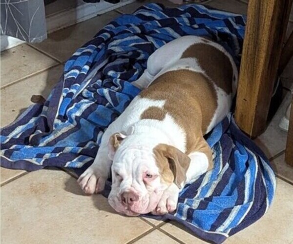 Medium Photo #4 Olde English Bulldogge Puppy For Sale in AUSTIN, TX, USA