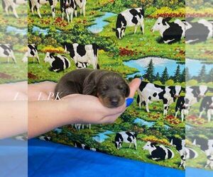 Dachshund Puppy for sale in WINNSBORO, LA, USA