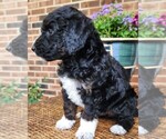 Small #8 Aussiedoodle