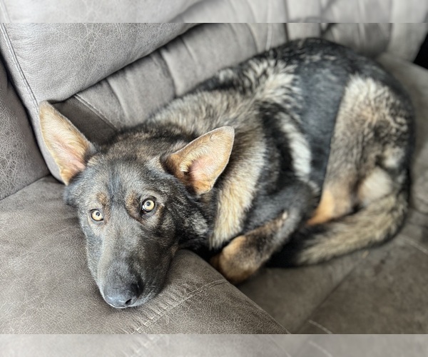 Medium Photo #1 German Shepherd Dog Puppy For Sale in CORNELL, MI, USA