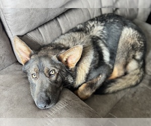 Father of the German Shepherd Dog puppies born on 07/15/2026