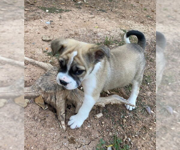 Medium Photo #5 Chinese Shar-Pei-Unknown Mix Puppy For Sale in Tempe , AZ, USA