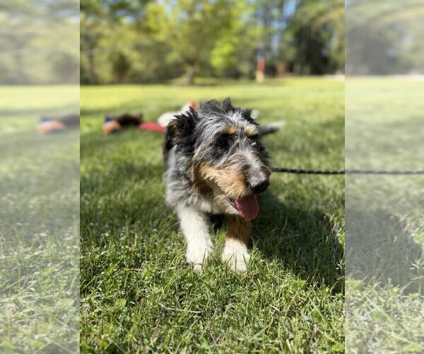 Medium Photo #3 Mutt Puppy For Sale in Yardley, PA, USA