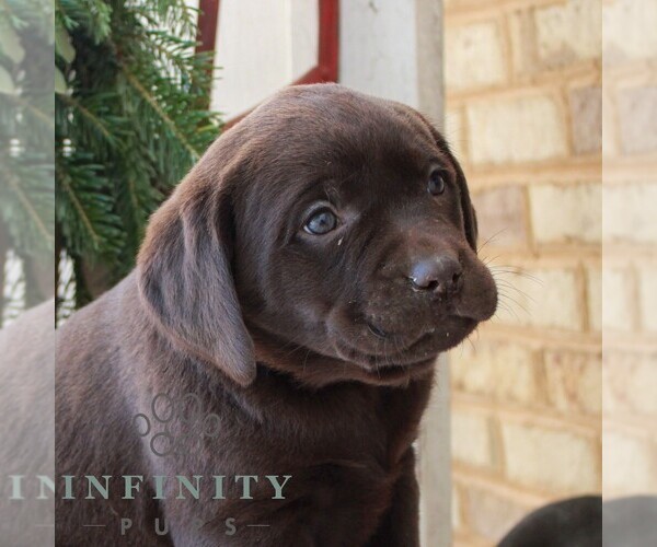 Medium Photo #2 Labrador Retriever Puppy For Sale in JONESTOWN, PA, USA