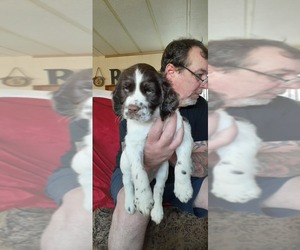 English Springer Spaniel Puppy for Sale in MEAD, Washington USA