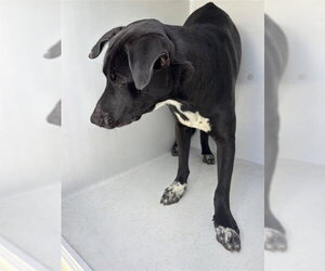 Labrador Retriever Dogs for adoption in Houston, TX, USA