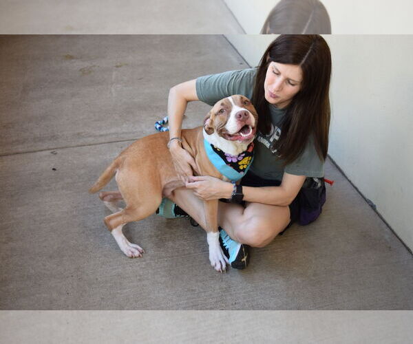 Medium Photo #2 American Staffordshire Terrier-Unknown Mix Puppy For Sale in McKinney, TX, USA