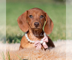 Small #1 Dachshund