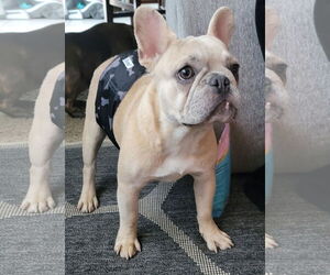 French Bulldog Dogs for adoption in St. Louis Park, MN, USA