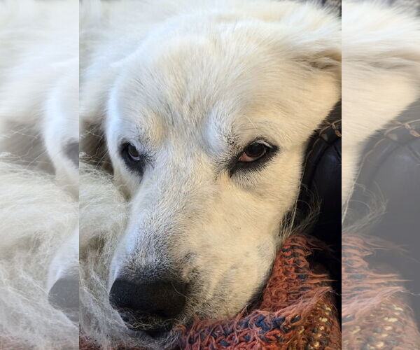 Medium Photo #6 Great Pyrenees Puppy For Sale in Spring, TX, USA