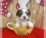 Small #1 Morkie