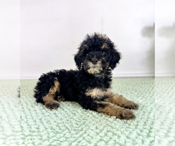 Medium Photo #2 Bernedoodle (Miniature) Puppy For Sale in GREENFIELD, IN, USA