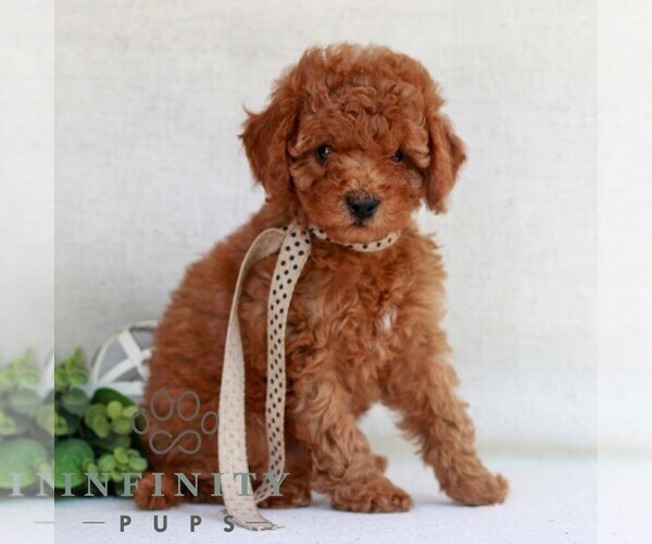 Medium Photo #1 Cavapoo (Miniature) Puppy For Sale in NEWMANSTOWN, PA, USA