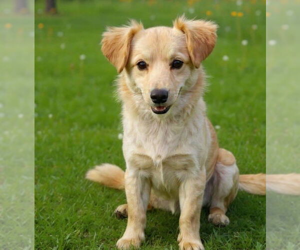 Medium Photo #4 Mutt Puppy For Sale in San Diego, CA, USA