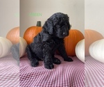 Small Photo #1 Golden Mountain Doodle  Puppy For Sale in FORT SMITH, AR, USA