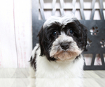 Small Photo #5 Havanese Puppy For Sale in MARIETTA, GA, USA
