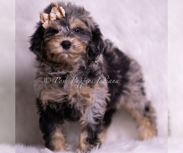 Medium Photo #5 Goldendoodle (Miniature) Puppy For Sale in WARSAW, IN, USA