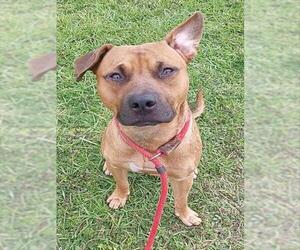 American Staffordshire Terrier Dogs for adoption in Fort Lauderdale, FL, USA