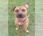 Small American Staffordshire Terrier