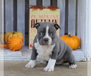 Boston Terrier Puppy for sale in FREDERICKSBG, OH, USA