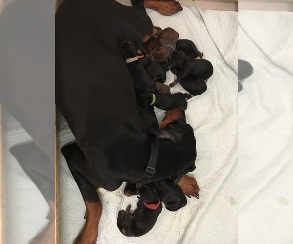 Medium Photo #2 Doberman Pinscher Puppy For Sale in BRIDGEWATER, MA, USA