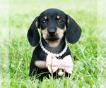 Puppy Bentley AKC Dachshund