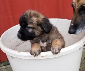 German Shepherd Dog-Saint Bernard Mix Puppy for sale in SAND LAKE, MI, USA