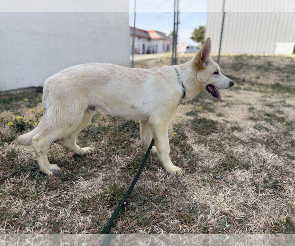 Medium Photo #2 - Mix Puppy For Sale in Phoenix, AZ, USA