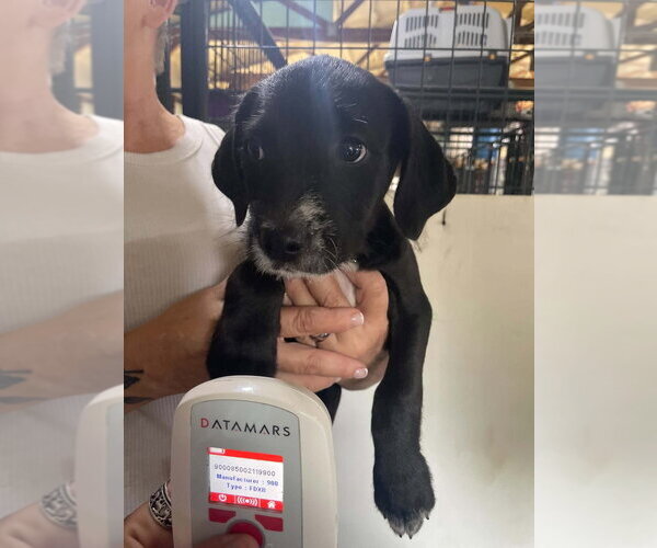 Medium Photo #1 Labrador Retriever-Unknown Mix Puppy For Sale in Foristell, MO, USA