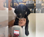 Small Labrador Retriever Mix