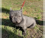Small Photo #1 French Bulldog Puppy For Sale in LENOIR, NC, USA