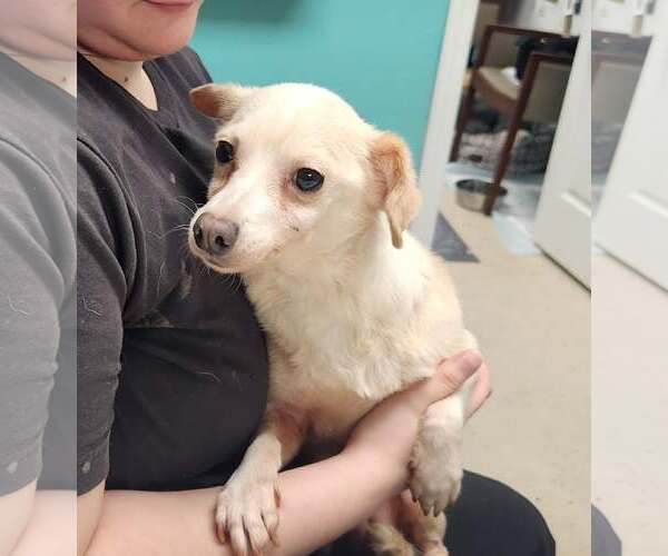 Medium Photo #1 Chihuahua-Unknown Mix Puppy For Sale in Royal Palm Beach, FL, USA