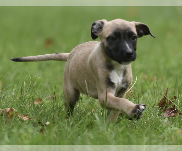 Medium Photo #2 Boxer-Unknown Mix Puppy For Sale in Mechanicsburg, PA, USA
